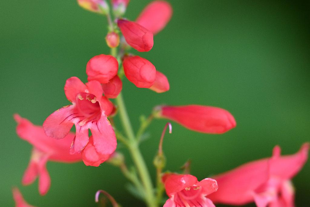 2025-06168992 Acton Arboretum, MA.JPG